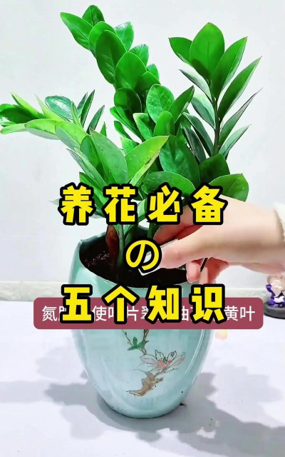 生物球养花，轻松又好看，新手也能玩