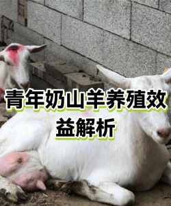 蚂蝗养殖利润和成本，投入产出分析，风险收益评估