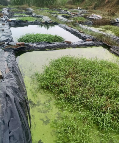 废油养花，家庭妙用，环保又省钱