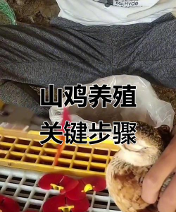 废油养花，家庭妙用，环保又省钱