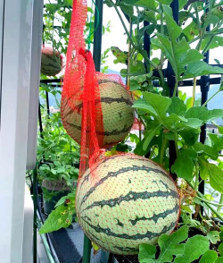 西瓜 养花,新手也能种,轻松收获甜蜜果实 西瓜 养花,新手也能种,轻松收获甜蜜果实