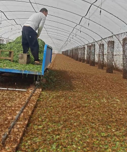 废油养花，家庭妙用，环保又省钱