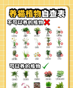 维生素b6养花，促进植物生长，改善土壤环境