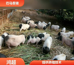香猪的养殖技术，掌握关键要点，轻松实现高效饲养