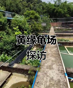 广东乌龟养殖场，选址很关键，管理要跟上