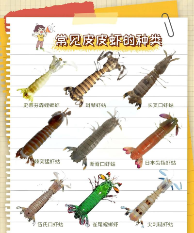 皮皮虾是养殖的吗，养殖方式有哪些，市场前景如何