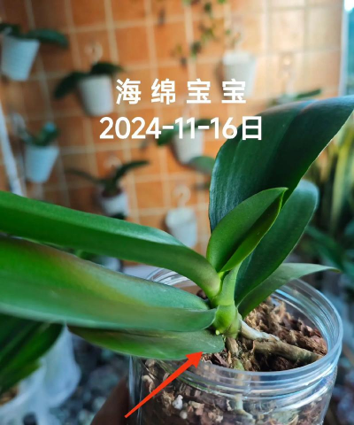 海绵宝宝可以养花吗,轻松养花技巧,新手也能学会 海绵宝宝可以养花吗,轻松养花技巧,新手也能学会