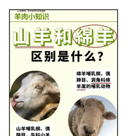 山羊养殖技术要点,新手入门指南,常见问题解析 山羊养殖技术要点,新手入门指南,常见问题解析