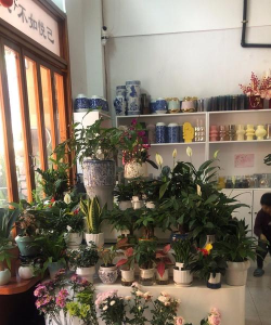 养花公司,专业服务,解决家庭养花难题 养花公司,专业服务,解决家庭养花难题