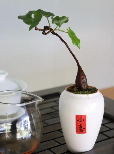 废油养花，家庭妙用，环保又省钱