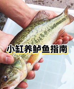 废油养花，家庭妙用，环保又省钱