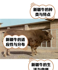 养殖场一平米赔偿多少，各地标准不同，关键看评估