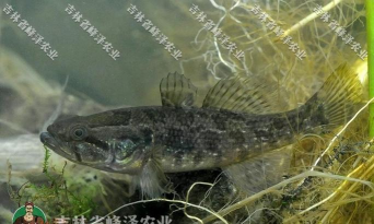 养殖场一平米赔偿多少，各地标准不同，关键看评估