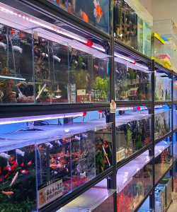 成都观赏鱼养殖基地，品种选择多，新手也能轻松养