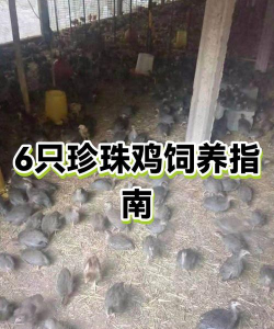 养殖场一平米赔偿多少，各地标准不同，关键看评估