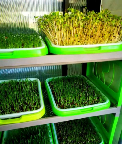 精养花鲢，掌握关键技巧，实现高效养殖