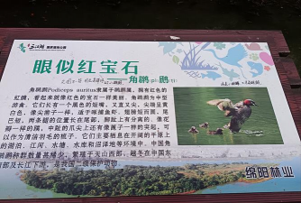 精养花鲢，掌握关键技巧，实现高效养殖