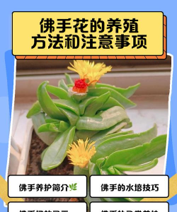 精养花鲢，掌握关键技巧，实现高效养殖