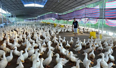 精养花鲢，掌握关键技巧，实现高效养殖