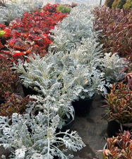 银叶菊耐寒多少度