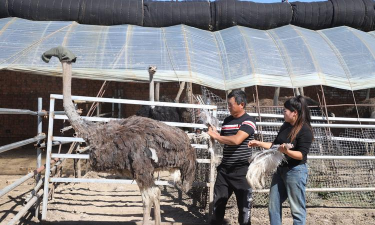 精养花鲢，掌握关键技巧，实现高效养殖
