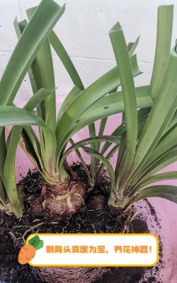 精养花鲢，掌握关键技巧，实现高效养殖