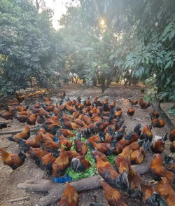 红虫室内养殖技术，掌握关键要点，实现稳定产出