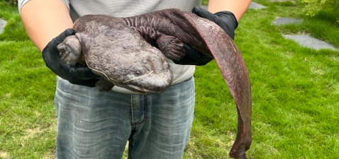 养殖娃娃鱼多少钱一斤，市场价格波动，影响因素分析