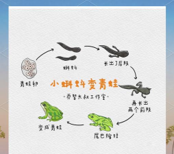 青蛙养殖周期，了解生长阶段，掌握关键节点
