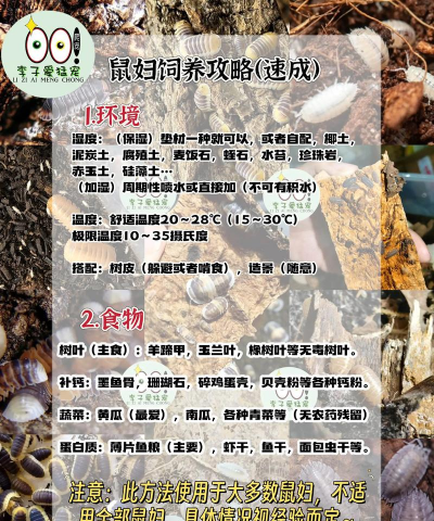 鼠妇养殖视频，养殖方法详解，新手入门指南