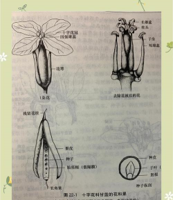 双子叶植物有哪些
