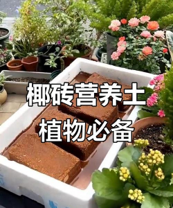 椰砖养花，新手入门，轻松上手