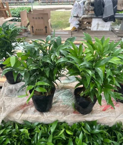 长寿竹的养殖方法,轻松上手,四季常青 长寿竹的养殖方法,轻松上手,四季常青