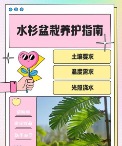 水杉怎么养殖方法,选对土壤环境,掌握浇水施肥技巧 水杉怎么养殖方法,选对土壤环境,掌握浇水施肥技巧