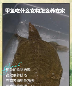 废油养花，家庭妙用，环保又省钱