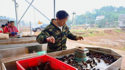 废油养花，家庭妙用，环保又省钱