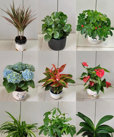 废油养花，家庭妙用，环保又省钱