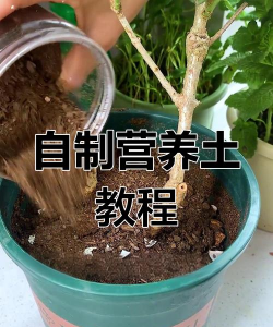 红虫室内养殖技术，掌握关键要点，实现稳定产出