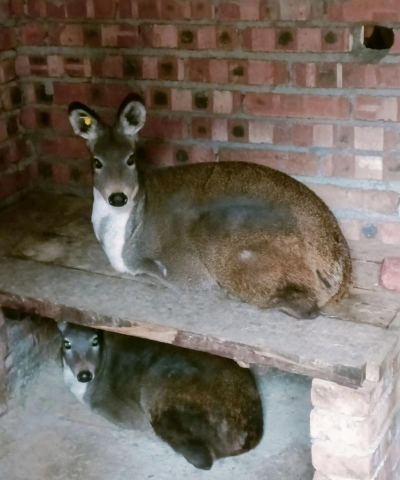 红虫室内养殖技术，掌握关键要点，实现稳定产出