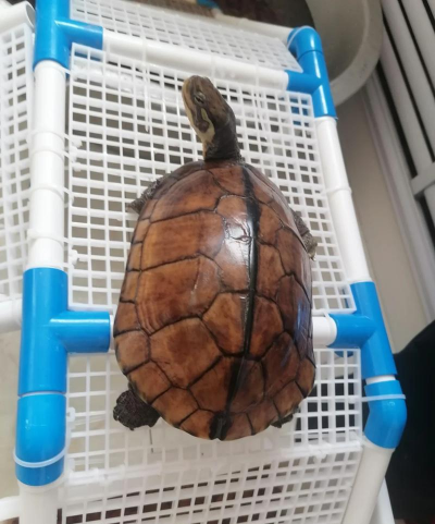 石金钱龟养殖技术，掌握关键要点，实现高效养殖