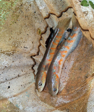 废油养花，家庭妙用，环保又省钱