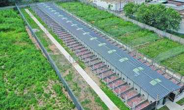 废油养花，家庭妙用，环保又省钱