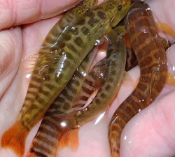 废油养花，家庭妙用，环保又省钱