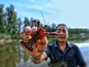 废油养花，家庭妙用，环保又省钱
