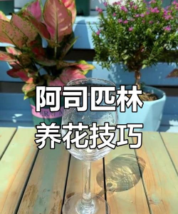 废油养花，家庭妙用，环保又省钱