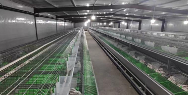 废油养花，家庭妙用，环保又省钱