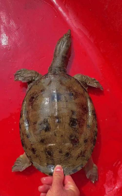 废油养花，家庭妙用，环保又省钱