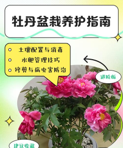 大缸养花，选对方法，轻松打造庭院美景