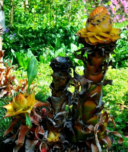 养花计划，轻松上手，打造专属花园