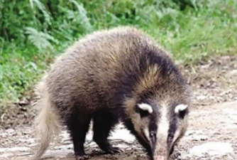 小众送妈妈的花有哪些花